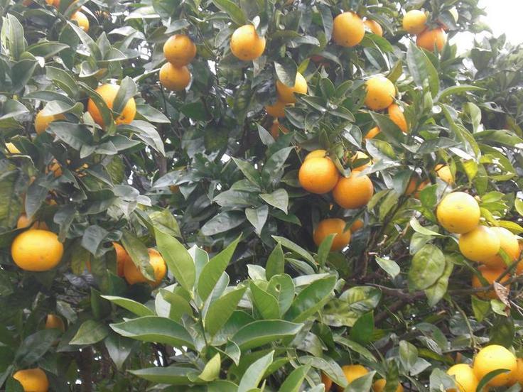 Naranjas ¿de la China? no: asturianes