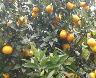 Naranjas ¿de la China no: asturianes