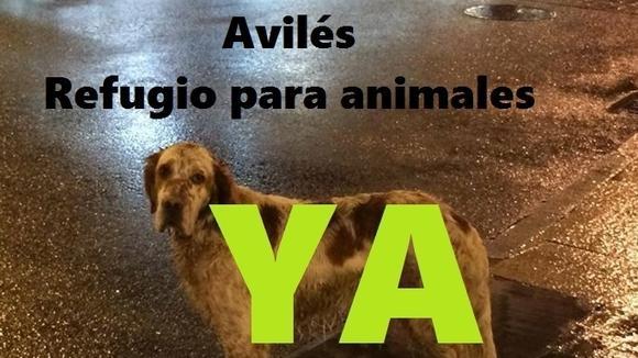 FIRMA por un #Refugio para #animales en #Avilés