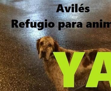 FIRMA por un #Refugio para #animales en #Avilés