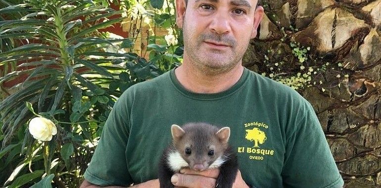 Zoológico El Bosque: El rescate de la Garduña