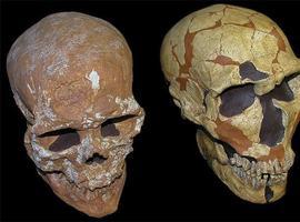 Un cráneo de El Sidrón precisa el sistema visual neandertal