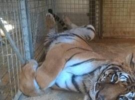 Zoo de Oviedo: Salvar a las tigresas jubiladas del circo