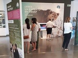 Gijón: ‘Osos’ alcanza los 6.000 visitantes en el ecuador de su estancia en la Antigua Rula
