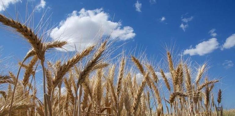 Descifrado el genoma del trigo