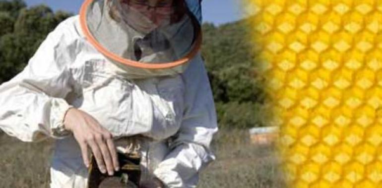 PODEMOS pide ayudas para la apicultura asturiana como zona catastrófica