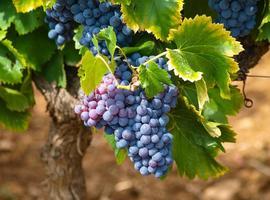 El SERIDA se une al Grupo Operativo Supraautonómico para la mejora en la gestión de los viñedos