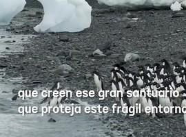 Greenpeace celebra el apoyo del Gobierno español a la creación del Santuario Antártico