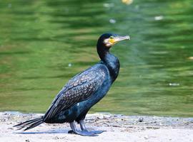 Coordinadora Ecoloxista contra la matanza de cormoranes