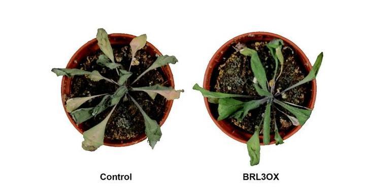 Descubren como generar plantas más resistentes a la sequía sin perjuicio de su crecimiento