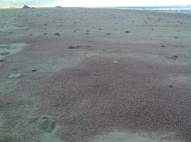 Millones de pequeños crustáceos muertos en las playas asturianas