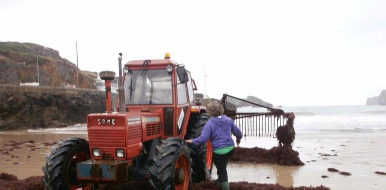  Asturias regula la recogida de ocle de arribazón