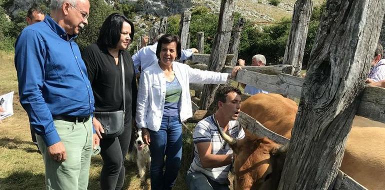Asturias mantendrá las excepciones en la normativa de purines el año próximo 
