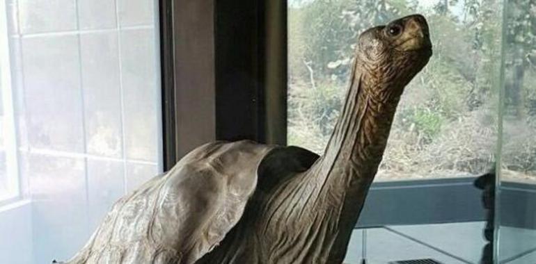 El equipo de Otín descifra el secreto de la longevidad de la tortuga gigante