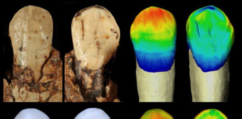 Los neandertales compartían rasgos dentales con otras especies humanas
