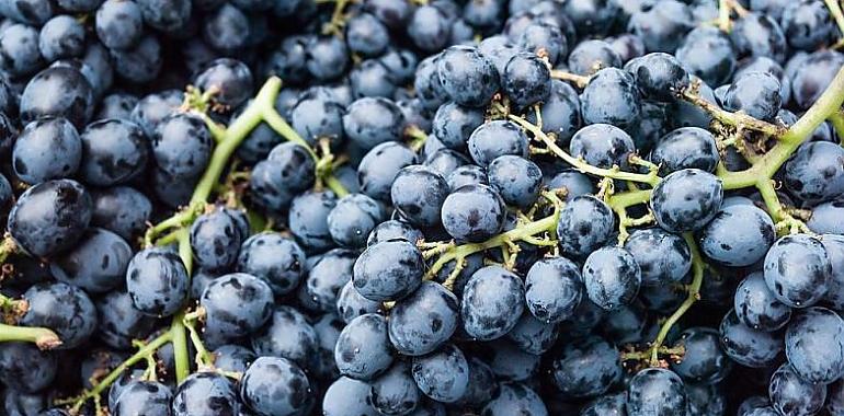 Ampliado el plazo para contratar el seguro de uva de vino y cultivos herbáceos extensivos 
