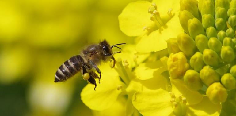 Descubren que las abejas se adaptan a zonas altas mediante cambios en su comportamiento