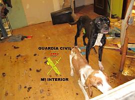 La Guardia Civil rescata a varios perros maltratados en Moreda y Vegadeo