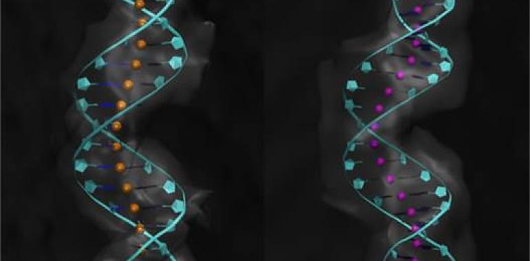 La sinuosidad del ADN regula sus propiedades mecánicas