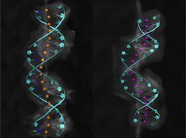 La sinuosidad del ADN regula sus propiedades mecánicas