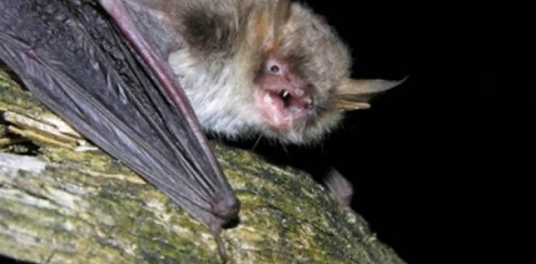 Hallada una nueva especie de murciélago desconocida en Europa