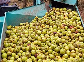 160.000 euros para combatir la vecería de los manzanos de sidra