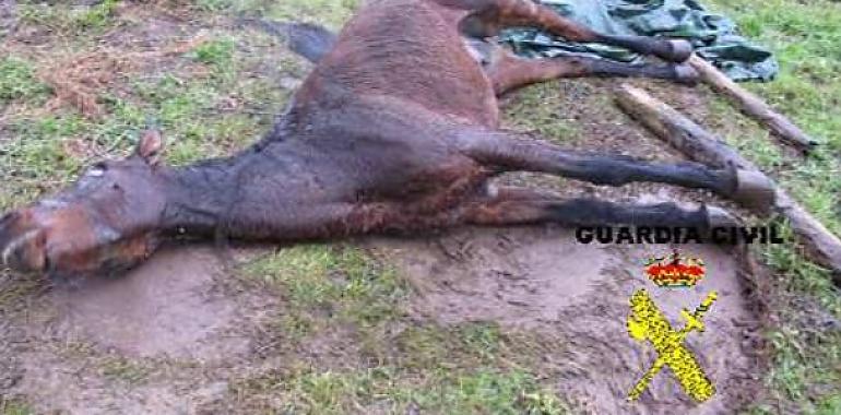 Investigado un vecino de Pravia que dejaba morir sin tratamiento alguno a un caballo con tétanos