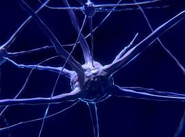El cerebro humano genera nuevas neuronas hasta los 90 años 