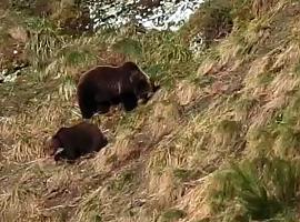 Los osos asturianos despiertan lustrosos y llenos de energía