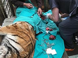 La tigresa Diana, operada de un tumor de mama en el zoo de Oviedo