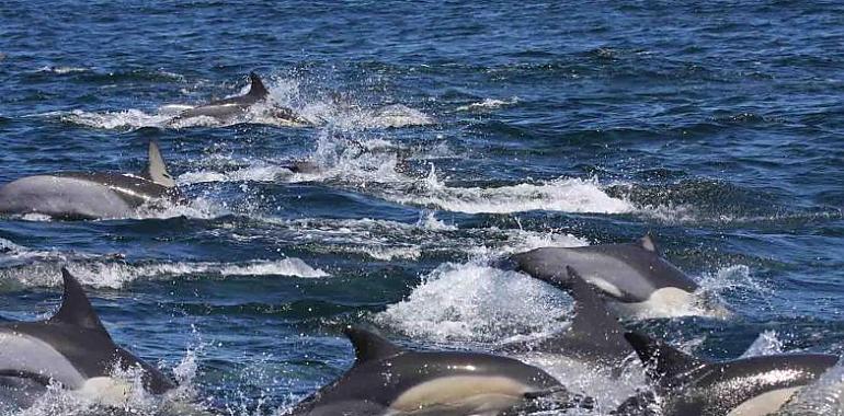 Los delfines del Océano Índico tienen niveles de contaminantes 10 veces mayores que los del Mar de Alborán