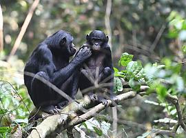 MATERNALES: Las bonobas se alían con sus hijos para encontrarles pareja 