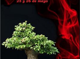 El edificio La Noria del Parque de Ferrera acoge este fin de semana una exposición de bonsáis