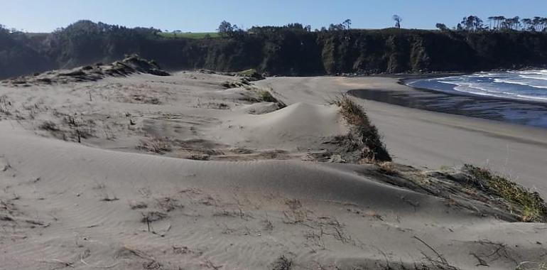 Expertos europeos estudian la reserva dunar de Barayo (Navia-Valdés) 