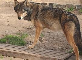 Los lobos llegan al zoo de Oviedo