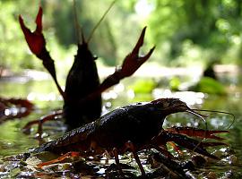 El cámbaru roxu propaga el hongo asesino de ranas y otros anfibios