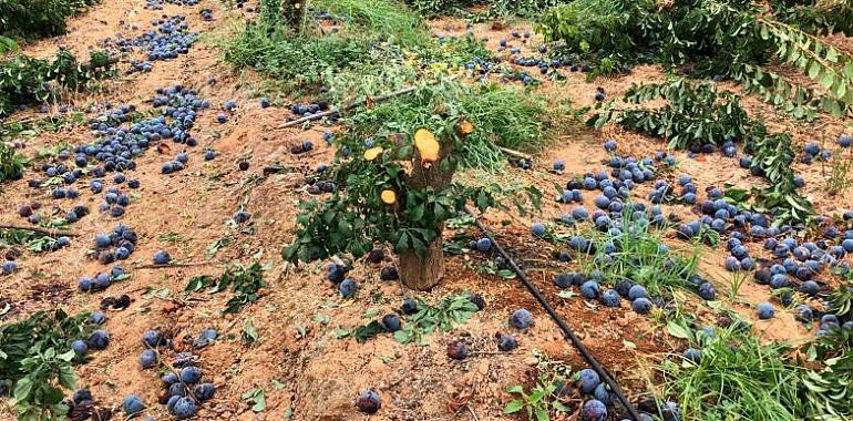 Ramos (UPA): “Miles de toneladas de fruta se venden cada día en España sin cumplir la Ley”