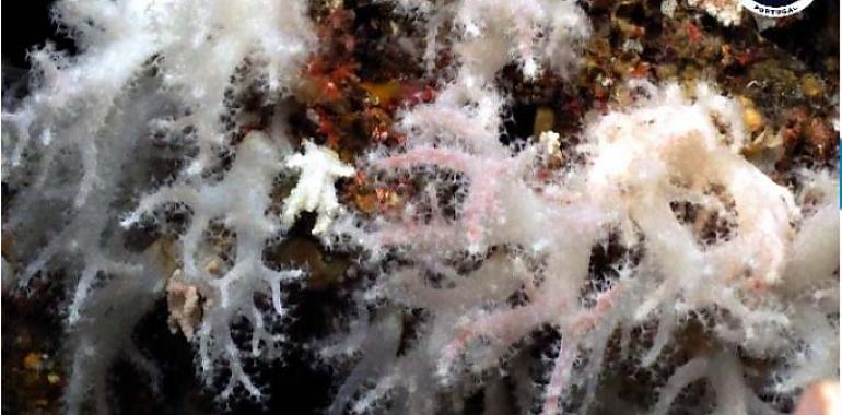 Tras una erupción submarina surge un jardín único de corales blandos