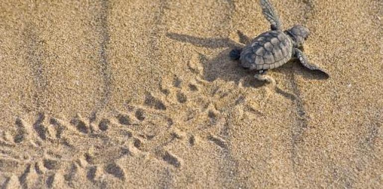 Transición Ecológica impulsa la protección de la anidación de tortugas marinas en el litoral español