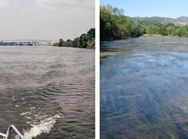 El tratamiento de las aguas urbanas provoca cambios en la flora y fauna de los ríos
