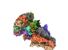Descifran la estructura y el mecanismo de actuación de un complejo clave en la infección del virus bacteriófago T7 
