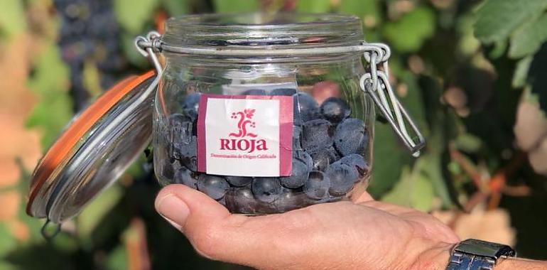 Rioja abre la vendimia más ambiciosa