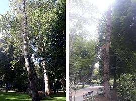 Talan cinco árboles del parque San Francisco a causa de un hongo arboricida