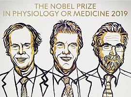 Nobel de Fisiología a tres por descubrir cómo respiran las células