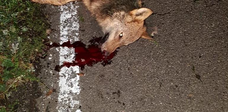 Ecologistas de Asturias confirman una nueva matanza de lobos