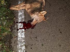 Ecologistas de Asturias confirman una nueva matanza de lobos