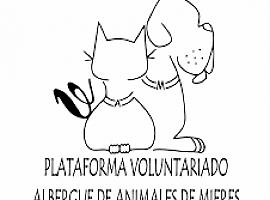 Voluntariado del Albergue de Mieres exige al Ayuntamiento impedir el maltrato a los perrinos