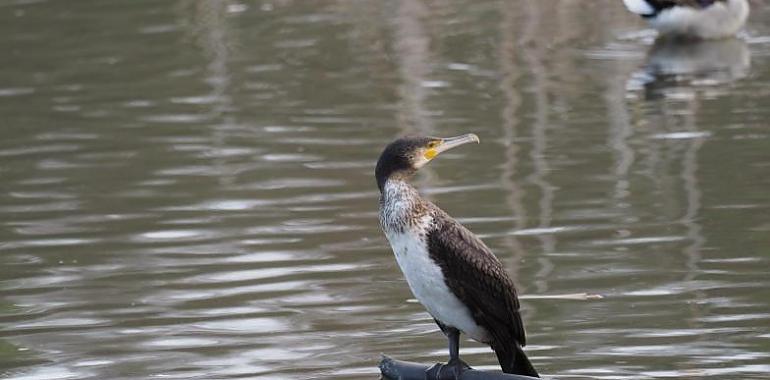 Ecologistas denuncian que Asturias vuelve a autorizar el control letal de cormoranes