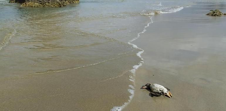 Ecologistas denuncian la aparición de aves marinas manchadas de petróleo