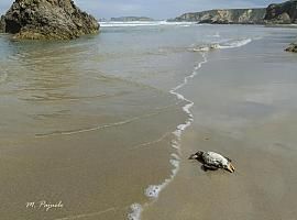 Ecologistas denuncian la aparición de aves marinas manchadas de petróleo